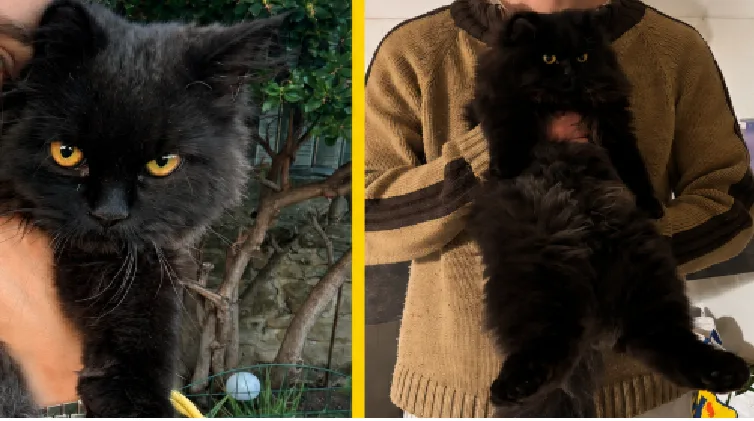 Trieste, è scomparso il gatto Carli: l'appello disperato della famiglia