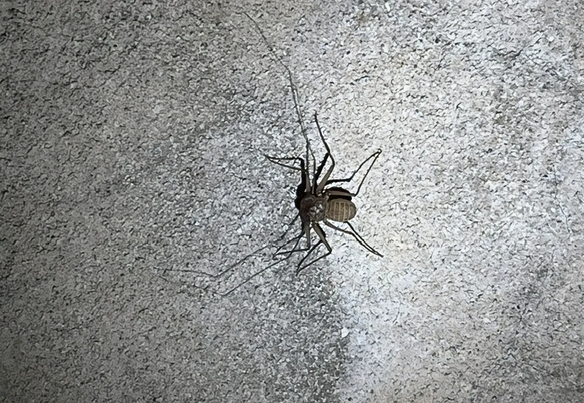 Nuovi nati nel buio della Kleine Berlin: si riproduce ancora il raro Amblypygi