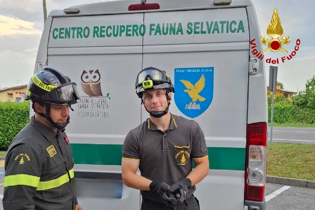 Rondone ferito salvato dai Vigili del fuoco: recuperato tra il tetto e una grondaia